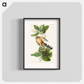 アートポスター-Mangrove Cuckoo from Birds of America
 - アメリカの鳥たち Poster.