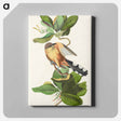 アートパネル-Mangrove Cuckoo from Birds of America
 - アメリカの鳥たち Canvas.