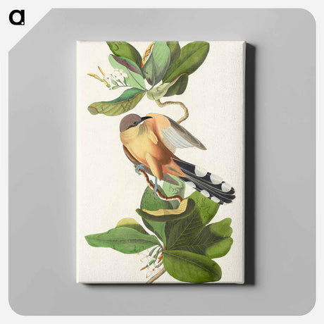 アートパネル-Mangrove Cuckoo from Birds of America
 - アメリカの鳥たち Canvas.