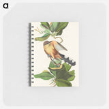 アートメモ帳-Mangrove Cuckoo from Birds of America
 - アメリカの鳥たち Memo.