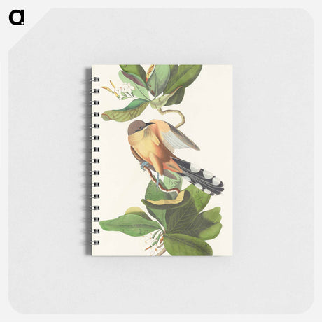 アートメモ帳-Mangrove Cuckoo from Birds of America
 - アメリカの鳥たち Memo.