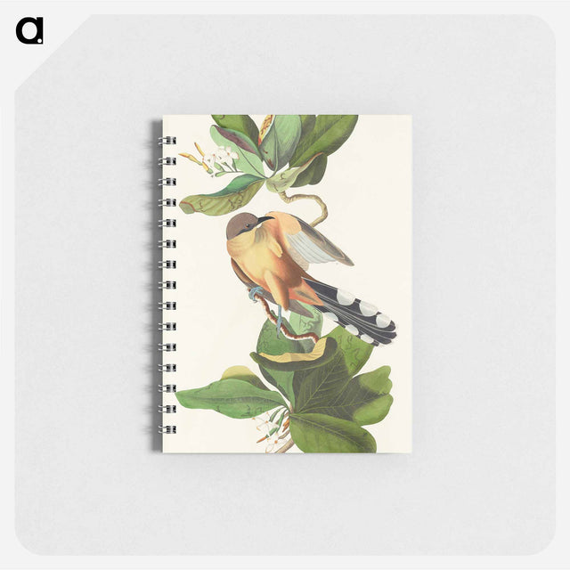 アートメモ帳-Mangrove Cuckoo from Birds of America
 - アメリカの鳥たち Memo.