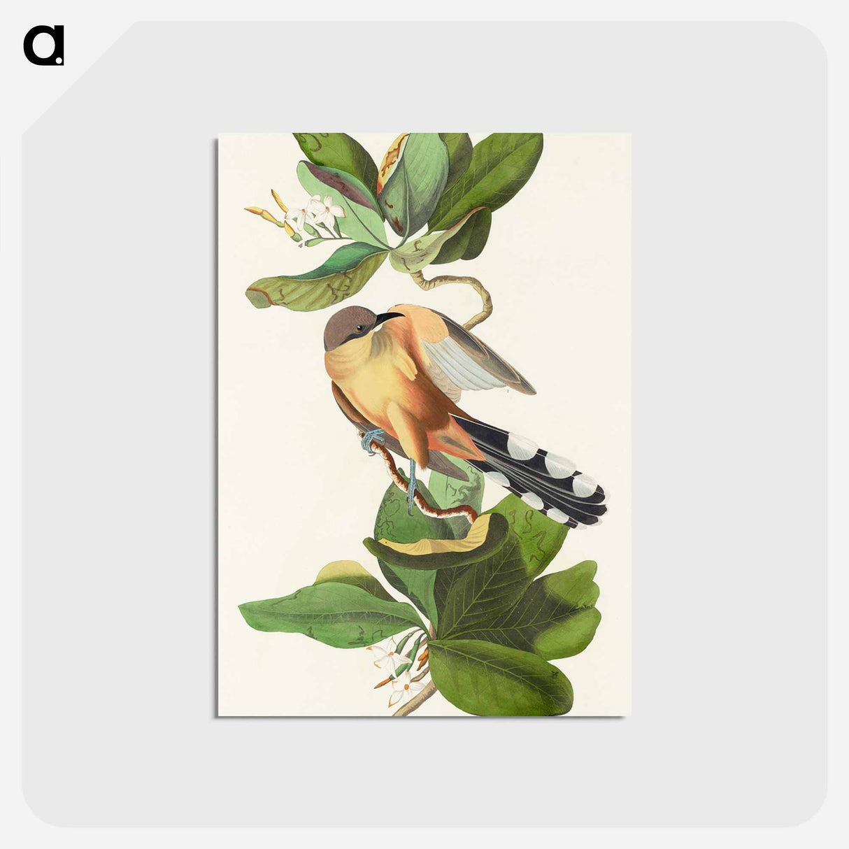 アートポストカード-Mangrove Cuckoo from Birds of America
 - アメリカの鳥たち Postcard.