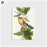 アートポストカード-Mangrove Cuckoo from Birds of America
 - アメリカの鳥たち Postcard.