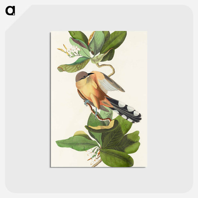 アートポストカード-Mangrove Cuckoo from Birds of America
 - アメリカの鳥たち Postcard.