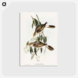 アートポストカード-Luteous Honey-eater
 - オーストラリアの鳥 Postcard.