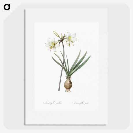 2-45_The-Lilies_picture