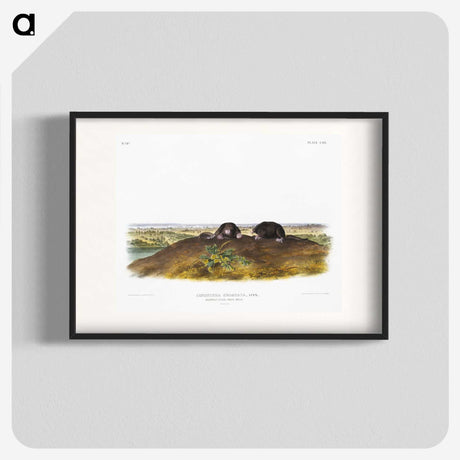 2-45_The-Viviparous-Quadrupeds_blk