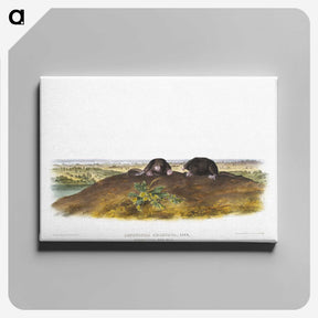 2-45_The-Viviparous-Quadrupeds_canvas