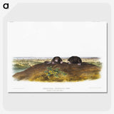 2-45_The-Viviparous-Quadrupeds_picture-crop