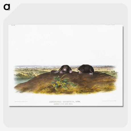 2-45_The-Viviparous-Quadrupeds_picture-crop