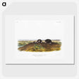 2-45_The-Viviparous-Quadrupeds_picture