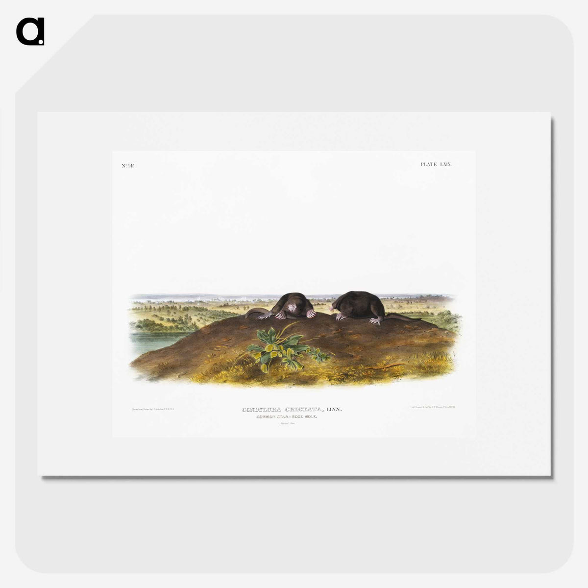 2-45_The-Viviparous-Quadrupeds_picture