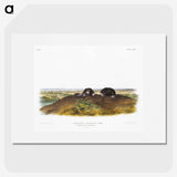 2-45_The-Viviparous-Quadrupeds_picture