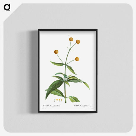 2-45_Treatise-on-Trees-and-Shrubs_blk-crop