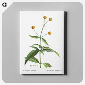 2-45_Treatise-on-Trees-and-Shrubs_canvas