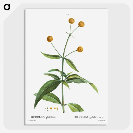 2-45_Treatise-on-Trees-and-Shrubs_picture-crop