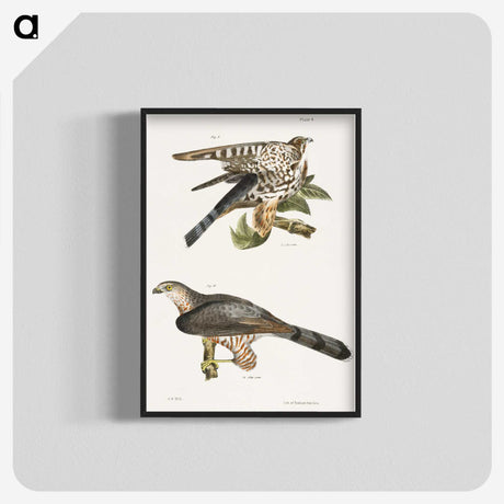2-45_Zoology-of-New-York_blk-crop