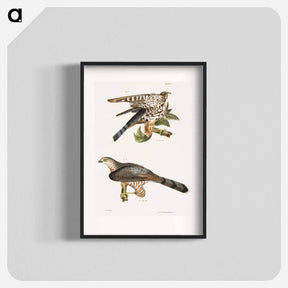 アートポスター-The Pigeon Hawk (Falco columbarius) 10. Cooper's Hawk (Astur cooperi) illustration from Zoology of New York by - ニューヨークの動物学 Poster.