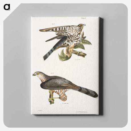 2-45_Zoology-of-New-York_canvas