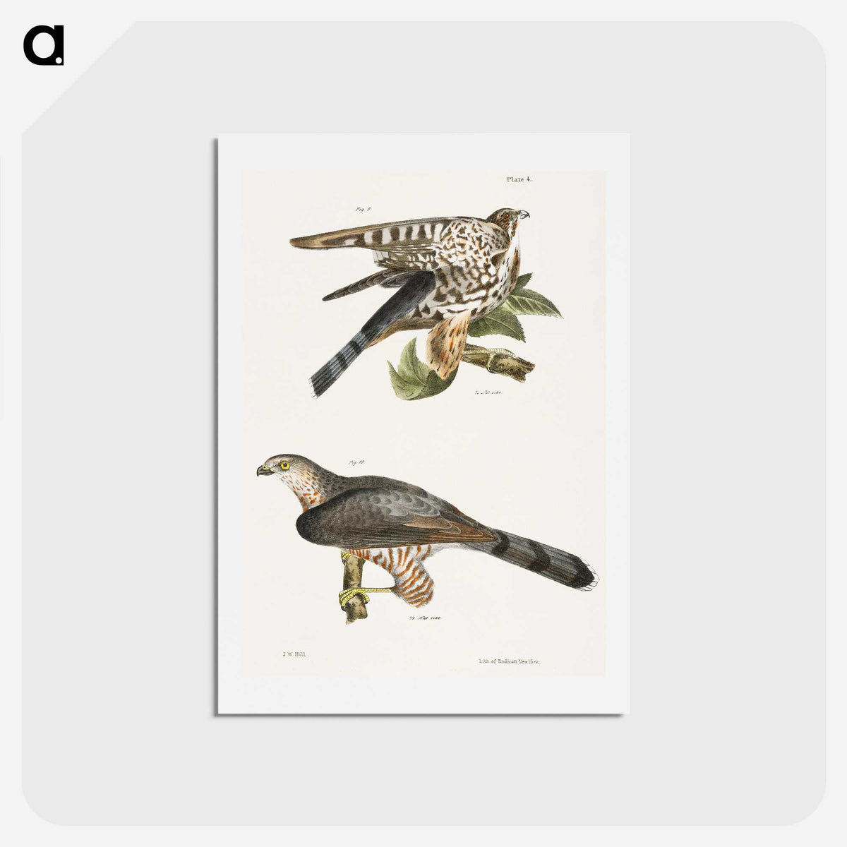 2-45_Zoology-of-New-York_hagaki