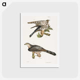 2-45_Zoology-of-New-York_hagaki