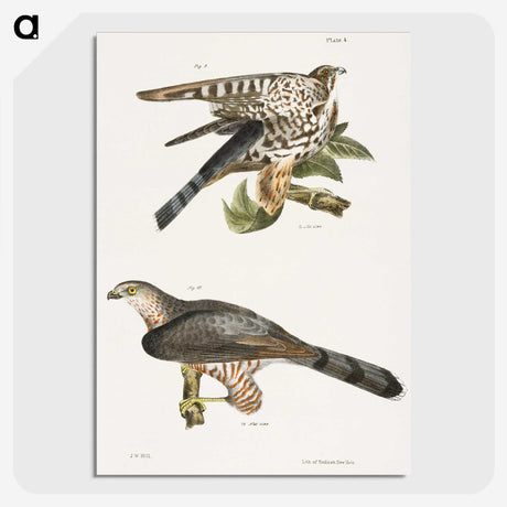 2-45_Zoology-of-New-York_picture-crop