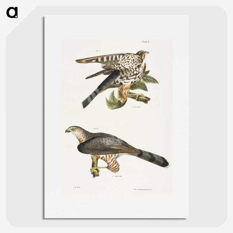 2-45_Zoology-of-New-York_picture
