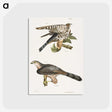 2-45_Zoology-of-New-York_postcard