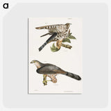 2-45_Zoology-of-New-York_postcard