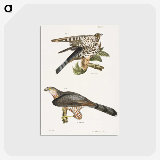 2-45_Zoology-of-New-York_postcard