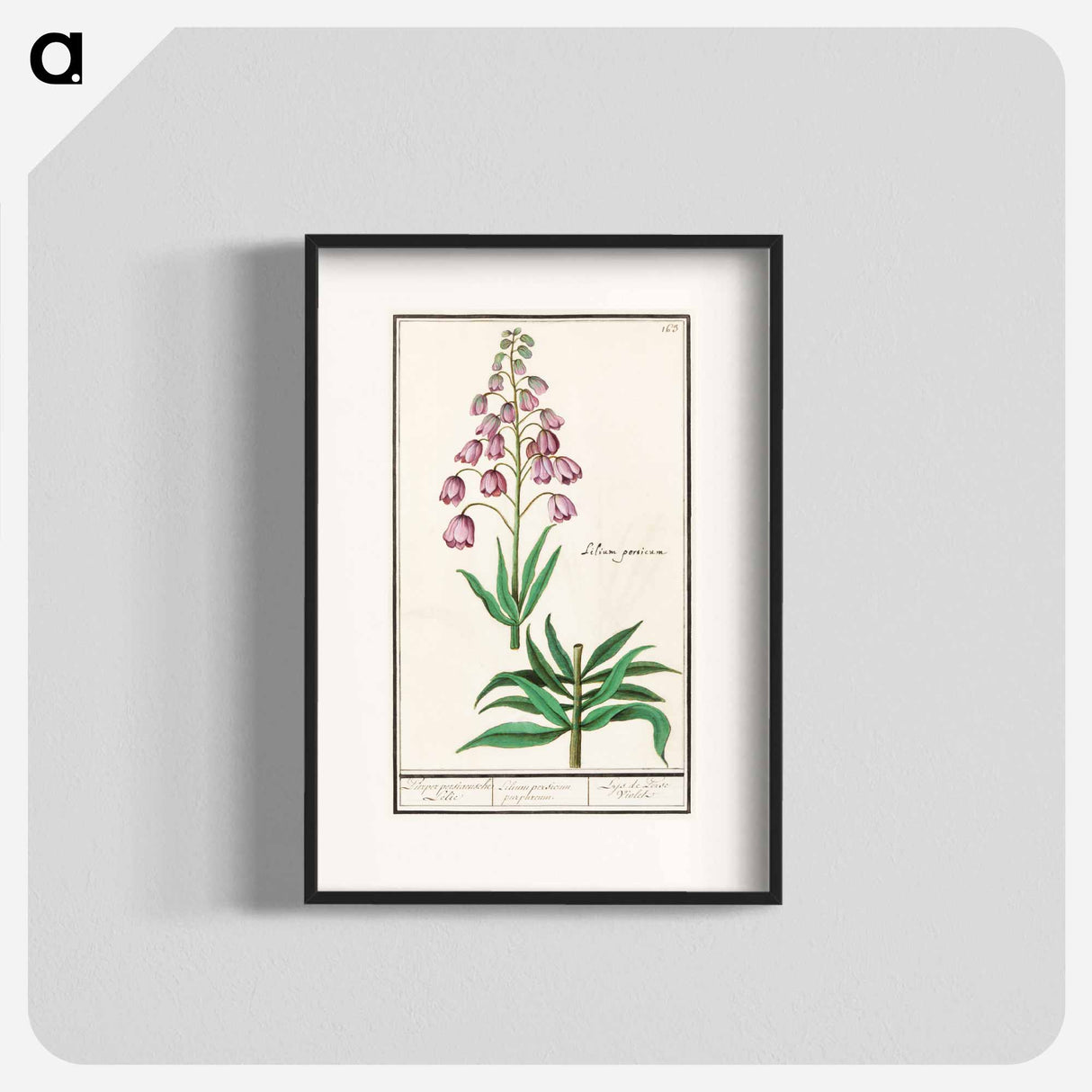 Persian lily - アンセルムス ボエティウス デ ブート Poster.