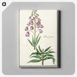 2-46_Anselmus-Boetius-de-Boodt_canvas