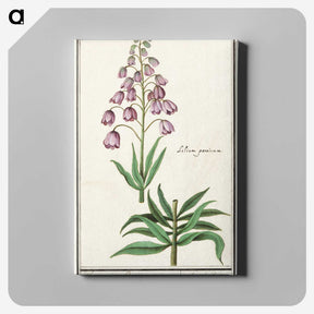 2-46_Anselmus-Boetius-de-Boodt_canvas