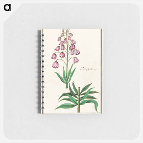 アートメモ帳-Persian lily - アンセルムス ボエティウス デ ブート Memo.