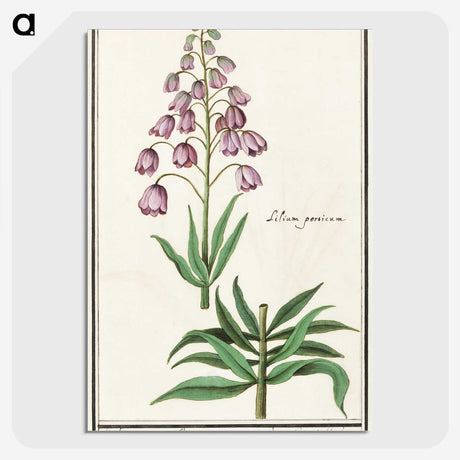 2-46_Anselmus-Boetius-de-Boodt_picture-crop