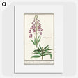 2-46_Anselmus-Boetius-de-Boodt_picture