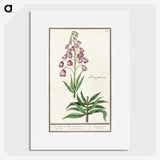 2-46_Anselmus-Boetius-de-Boodt_picture