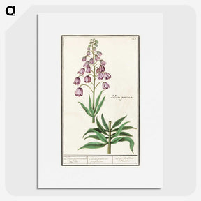 2-46_Anselmus-Boetius-de-Boodt_picture