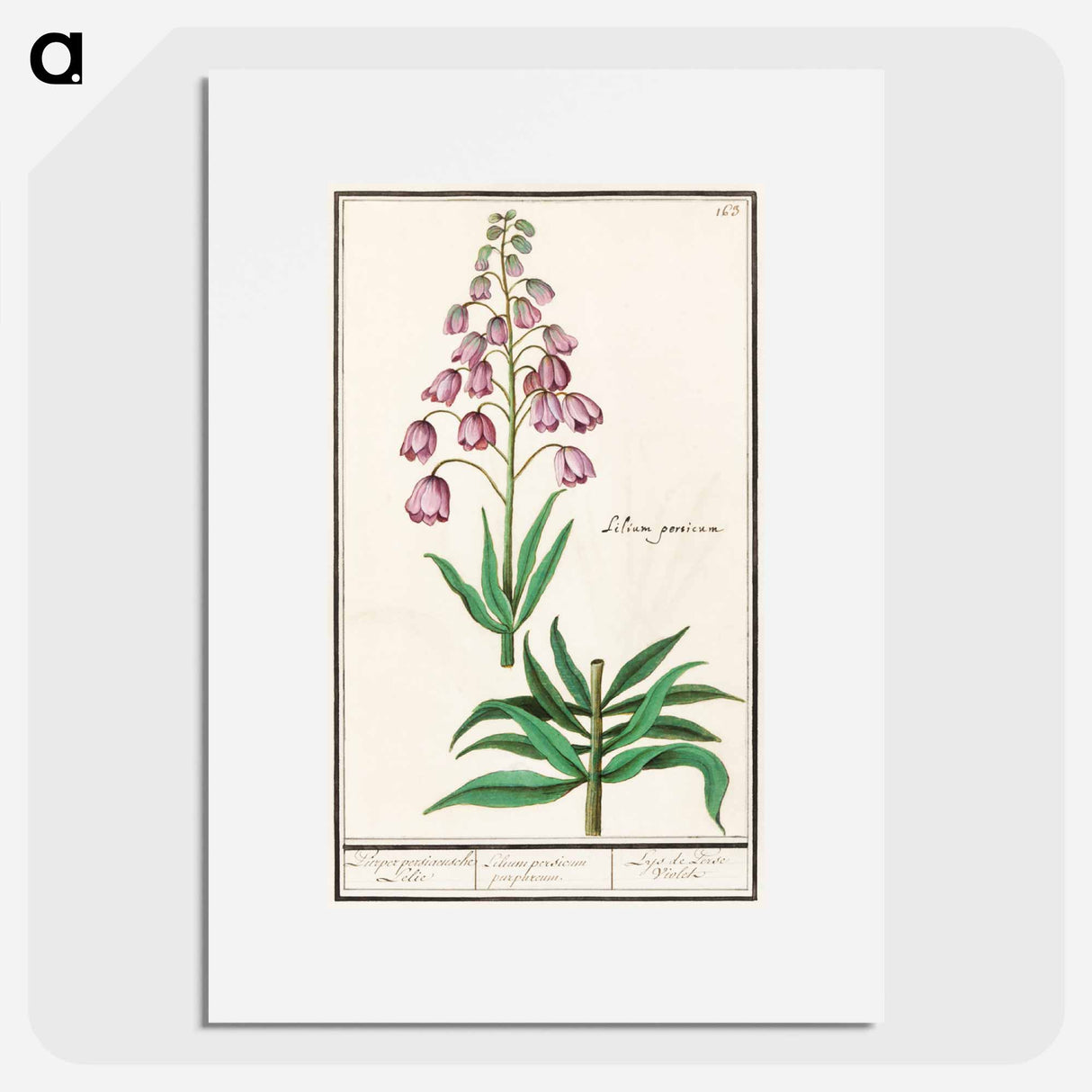 Persian lily - アンセルムス ボエティウス デ ブート Poster.