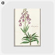 2-46_Anselmus-Boetius-de-Boodt_postcard