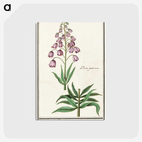 2-46_Anselmus-Boetius-de-Boodt_postcard