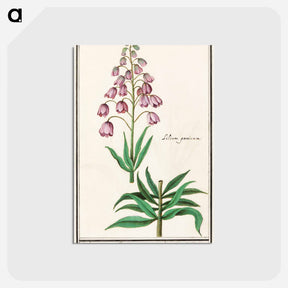 アートポストカード-Persian lily - アンセルムス ボエティウス デ ブート Postcard.