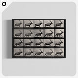 2-46_Eadweard-Muybridge_blk-crop