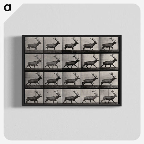 2-46_Eadweard-Muybridge_blk-crop