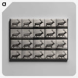 2-46_Eadweard-Muybridge_canvas