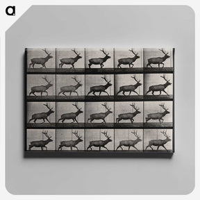 2-46_Eadweard-Muybridge_canvas