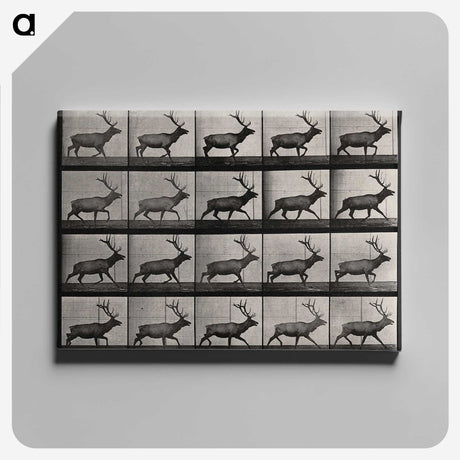 2-46_Eadweard-Muybridge_canvas