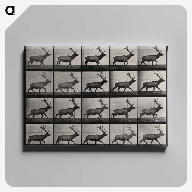 2-46_Eadweard-Muybridge_canvas