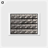アートポストカード-Moose Walking
 - エドワード マイブリッジ Postcard.